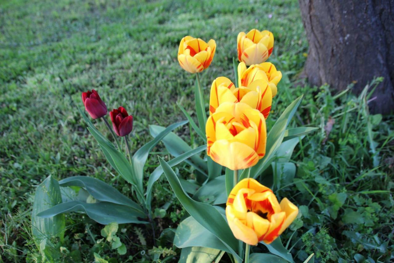 Bed and Breakfast La Rose Des Vents Saint-Germain-sur-Morin Exterior foto